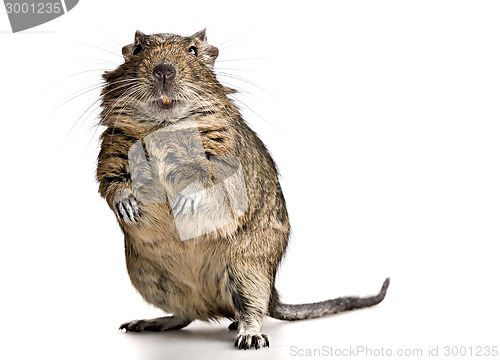 Image of funny pet degu mouse with yellow teeth