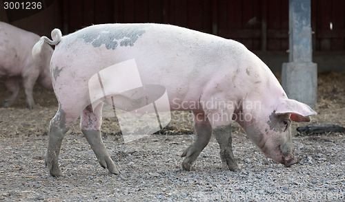 Image of big pig full-length profile