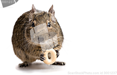 Image of degu mouse gnawing bake