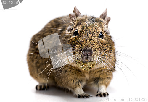 Image of degu mouse with pet food in the mouth