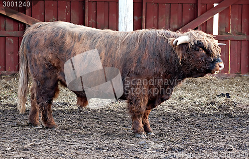 Image of big longhaired bull full-length profile