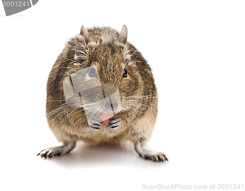 Image of degu mouse gnawing pet food