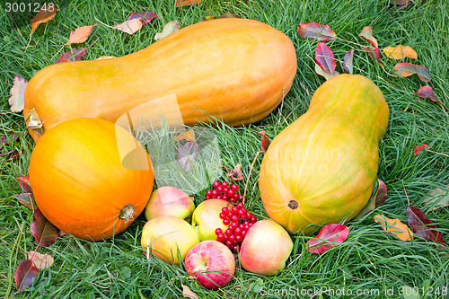 Image of Pumpkins, apples and berries on the green grass.
