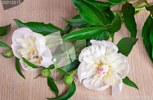 Image of Still life: two white peony on the surface of the table.