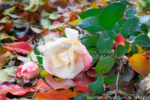 Image of Beautiful white rose among the yellow autumn leaves