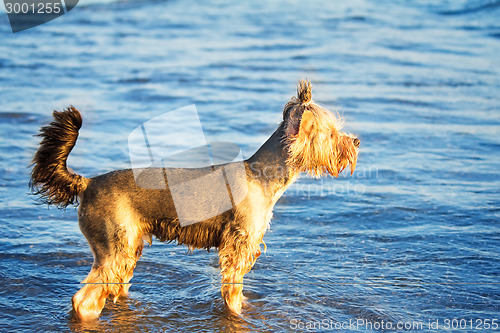 Image of Dog on the shore of the sea plays in the water.
