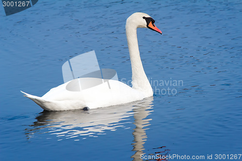 Image of White Swan on blue water of the lake.
