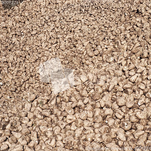 Image of Pile of sugar beets