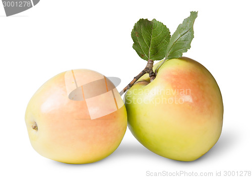 Image of Two Juicy Apple With Green Leaf