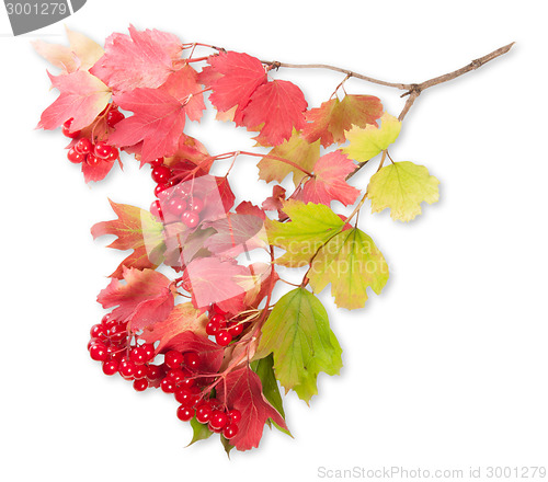 Image of Viburnum On A Branch With Leaves