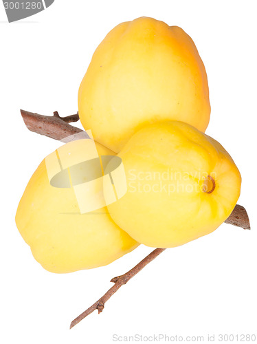 Image of Ripe Quince On Branch