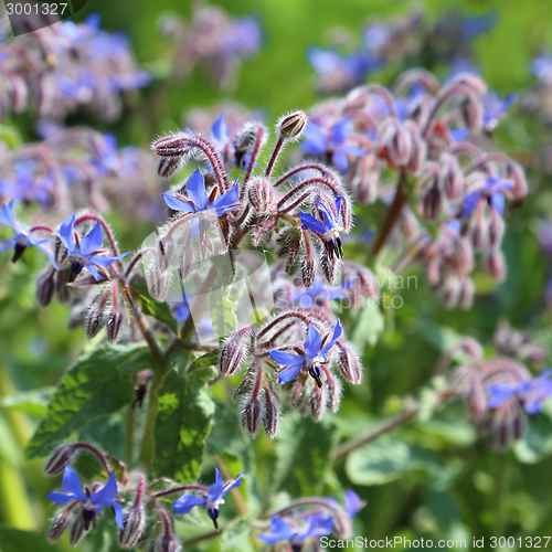 Image of Borage