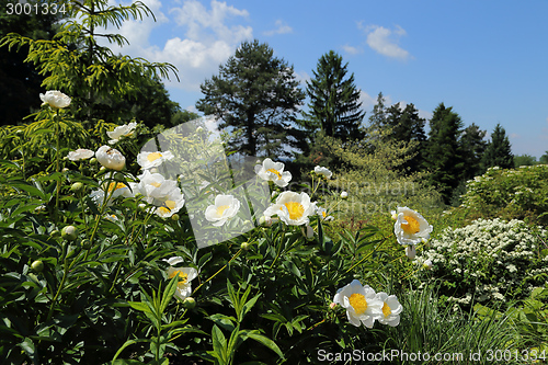 Image of Blooming peonies