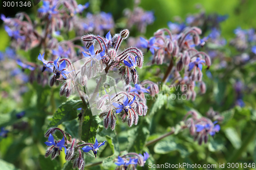 Image of Borage