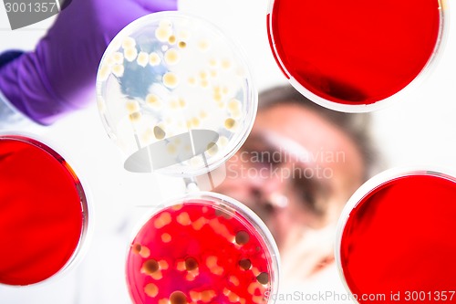 Image of Senior life science researcher grafting bacteria.