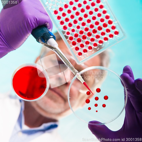 Image of Senior life science researcher grafting bacteria.