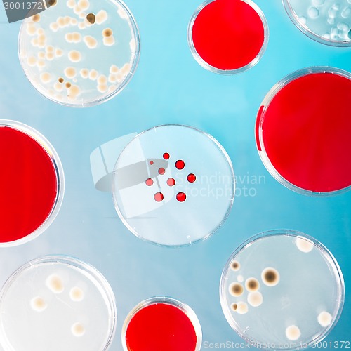 Image of Pattern of petri dishes.