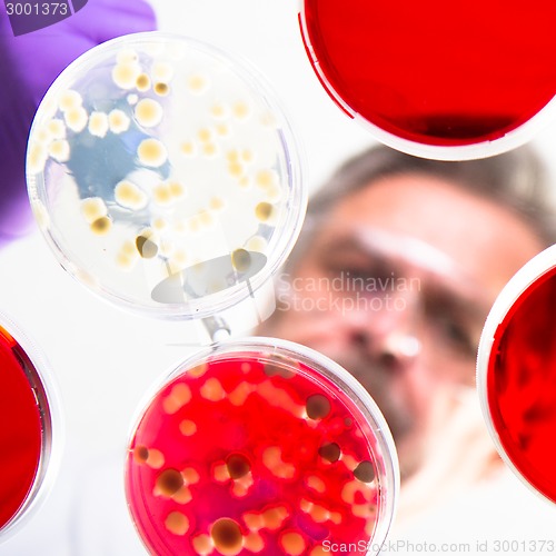 Image of Senior life science researcher grafting bacteria.