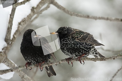 Image of starlings