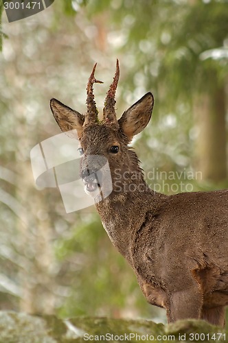 Image of roebuck