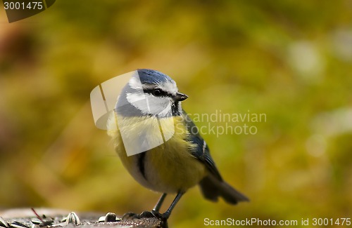 Image of blue tit