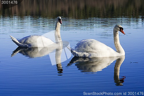 Image of swans