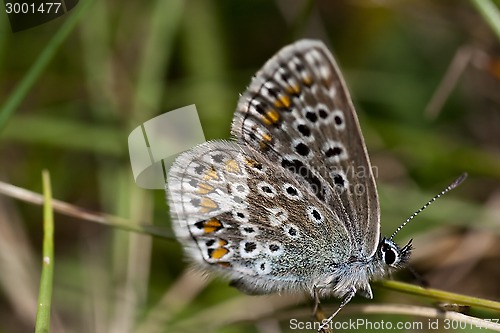 Image of blue winged butterfly