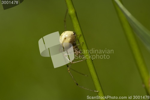 Image of creepy crawly