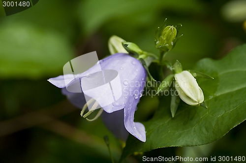 Image of bluebell after rain