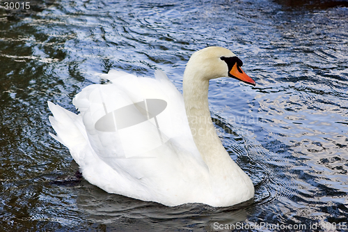 Image of Swan