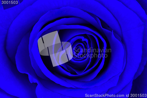 Image of Close-up of a bright blue rose