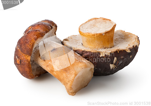 Image of Two white mushrooms