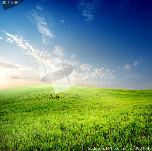 Image of Green grass on field