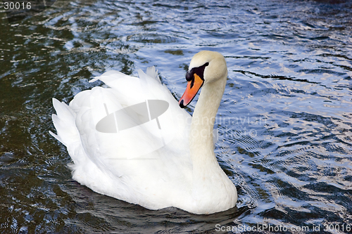 Image of Swan