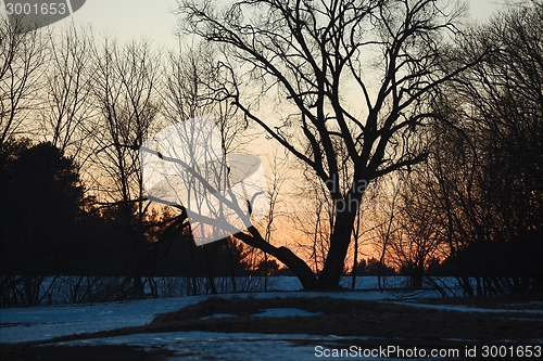 Image of Bare trees