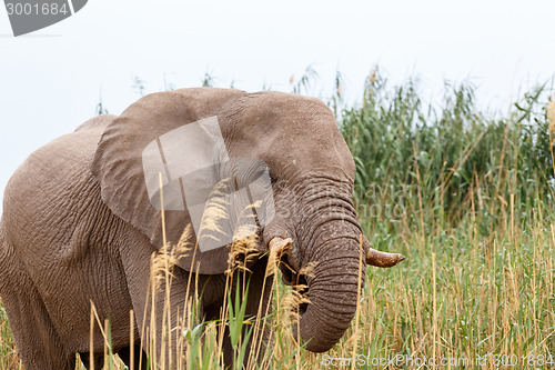 Image of African Elephant in Etosha national Park