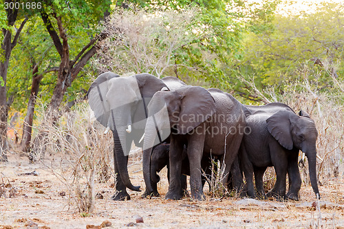 Image of A herd of African elephants drinking at a muddy waterhole