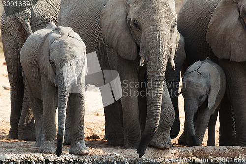 Image of A herd of African elephants drinking at a muddy waterhole