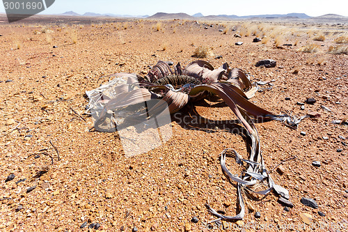 Image of Welwitschia mirabilis, Amazing desert plant, living fossil