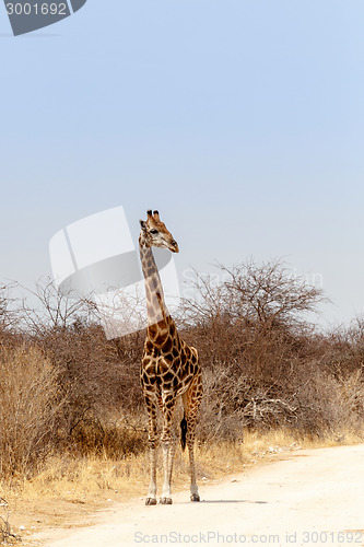 Image of adult giraffe on the road