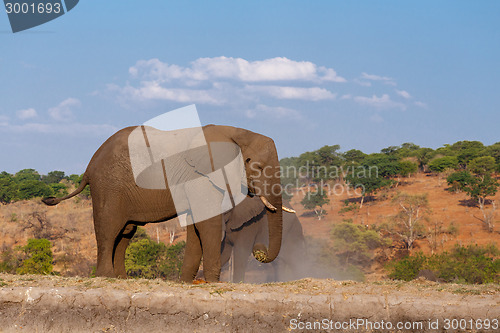 Image of African Elephant in Chobe National Park