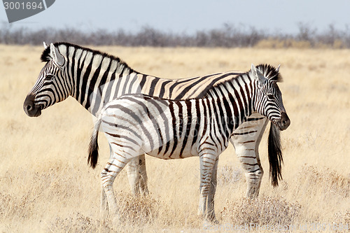Image of Zebra foal with mother in african bush