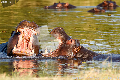 Image of Two fighting young male hippopotamus Hippopotamus