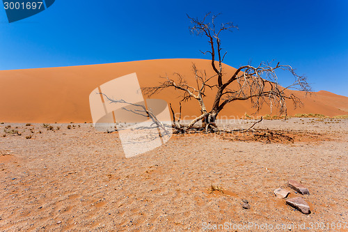 Image of Dune 45 in sossusvlei Namibia with dead tree