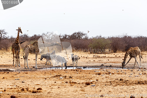 Image of Giraffa camelopardalis and zebras drinking on waterhole