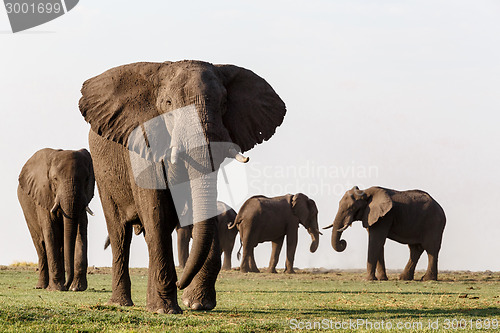 Image of African Elephant in Chobe National Park