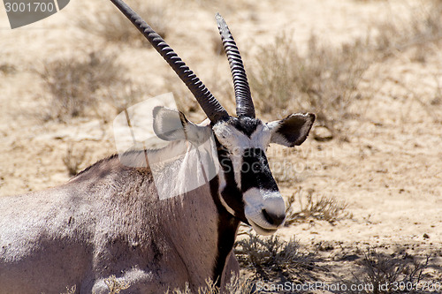 Image of close up portrait of Gemsbok, Oryx gazella