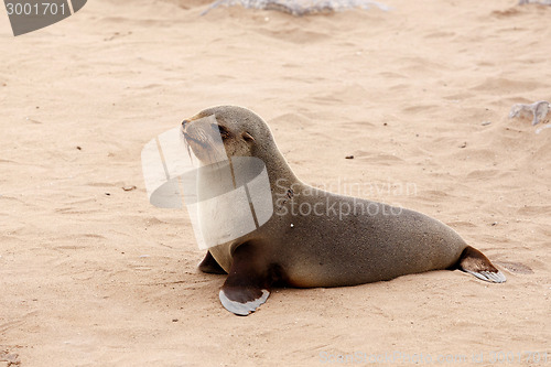 Image of Small sea lion - Brown fur seal in Cape Cross, Namibia