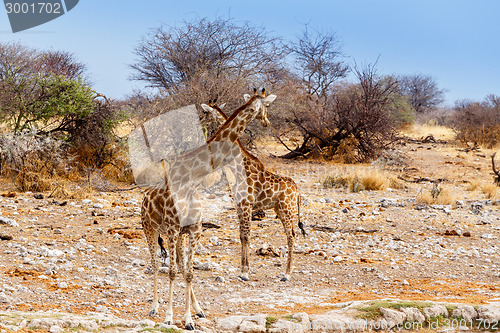 Image of two Giraffa camelopardalis near waterhole