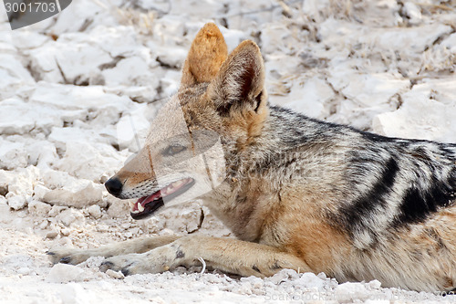 Image of black-backed jackal (Canis mesomelas) lying in Etosha park